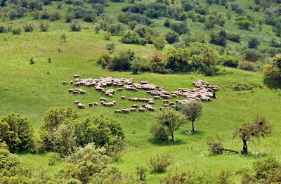 Kuzu Göbeği Mantarının Faydaları Nelerdir