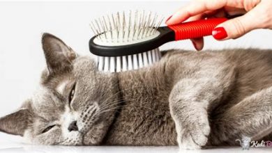 Kedilerde Cilt Bakımı ve Temizlik Önerileri