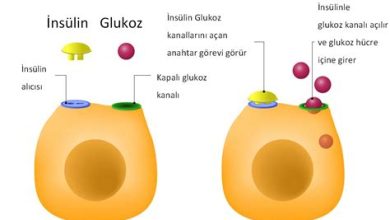 İnsülin Direnci Nedir?