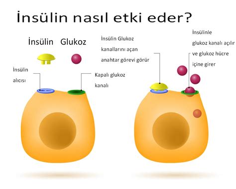 İnsülin Direnci Nedir?