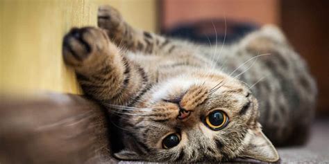 Kedilerde Böbrek Yetmezliği Nedir? Belirtileri ve Tedavi Yöntemleri